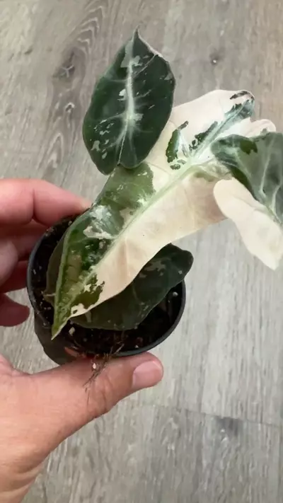 plant/Alocasia Amazonica pink variegated-3-thumbnail