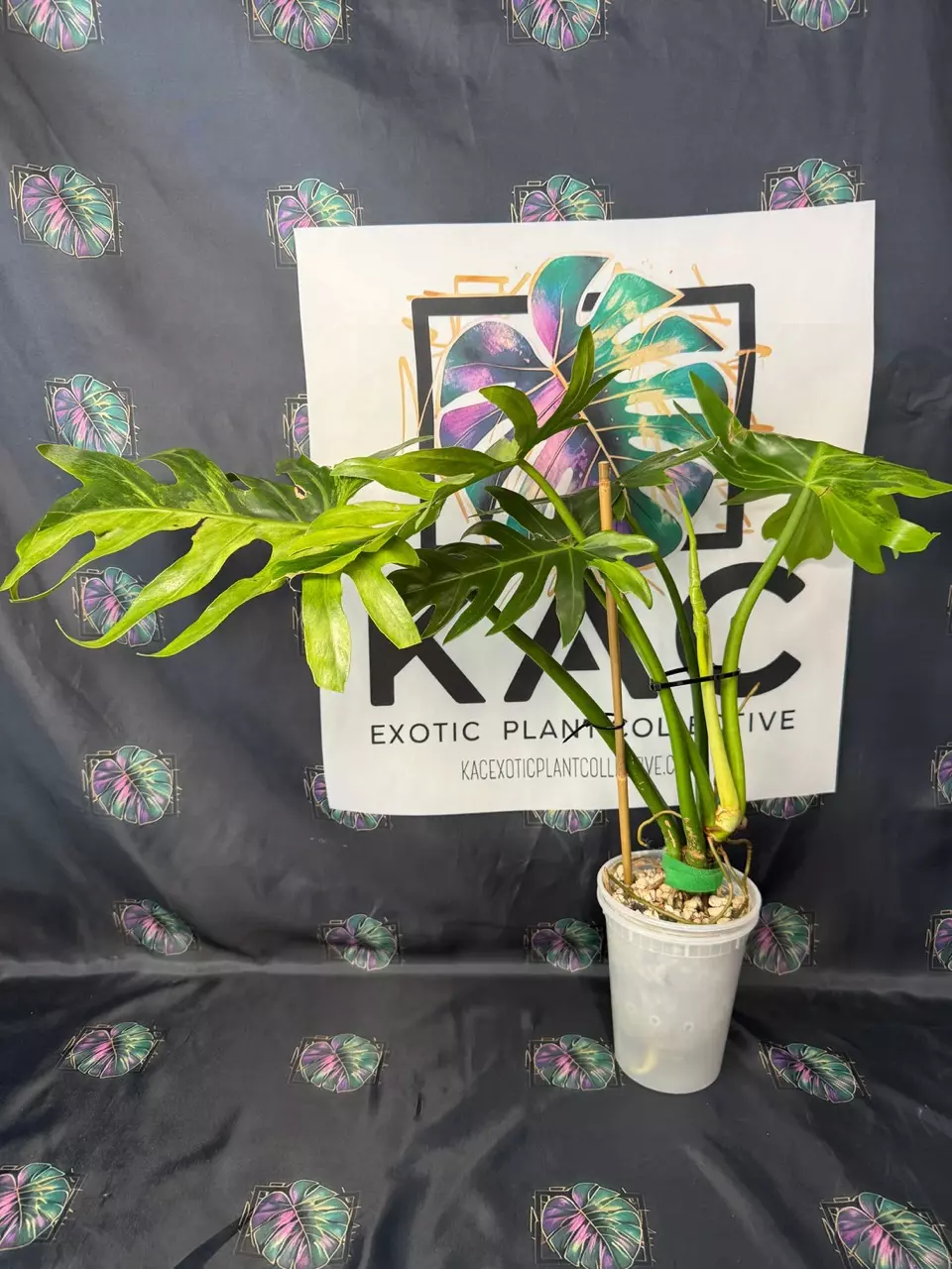 plant/Philodendron Radiatum Variegated 5”-1