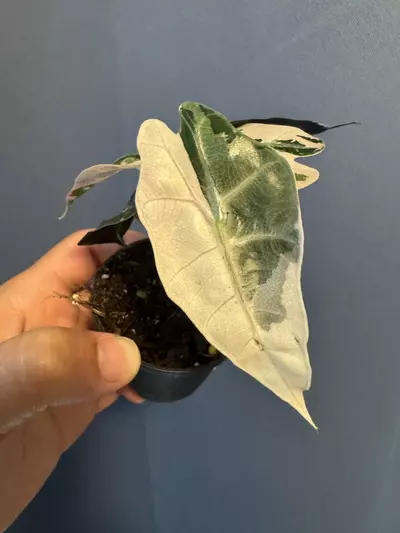 plant/Alocasia Amazonica pink variegated-1-thumbnail