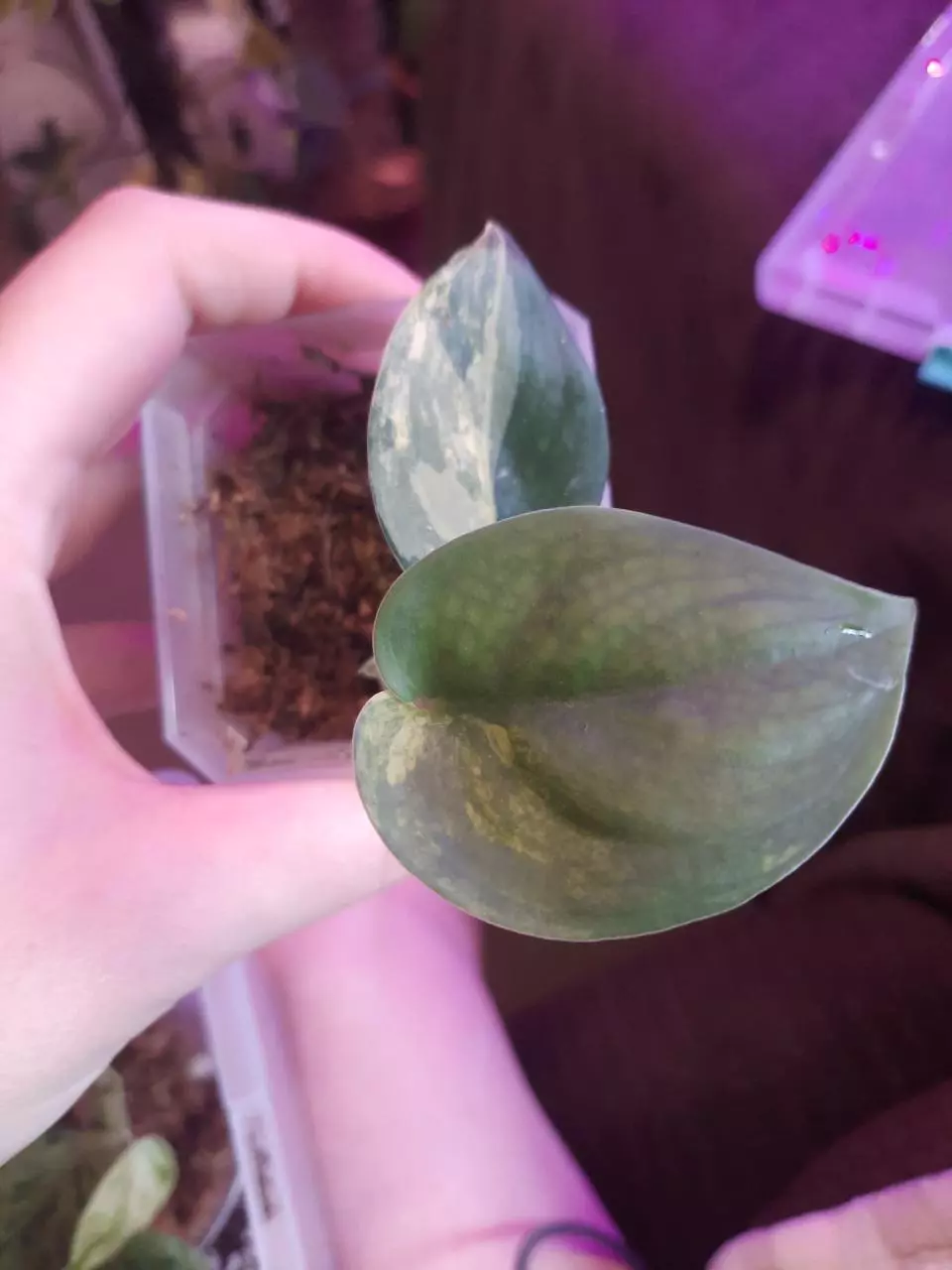 plant/Scindapsus Jade Satin Aurea!-0