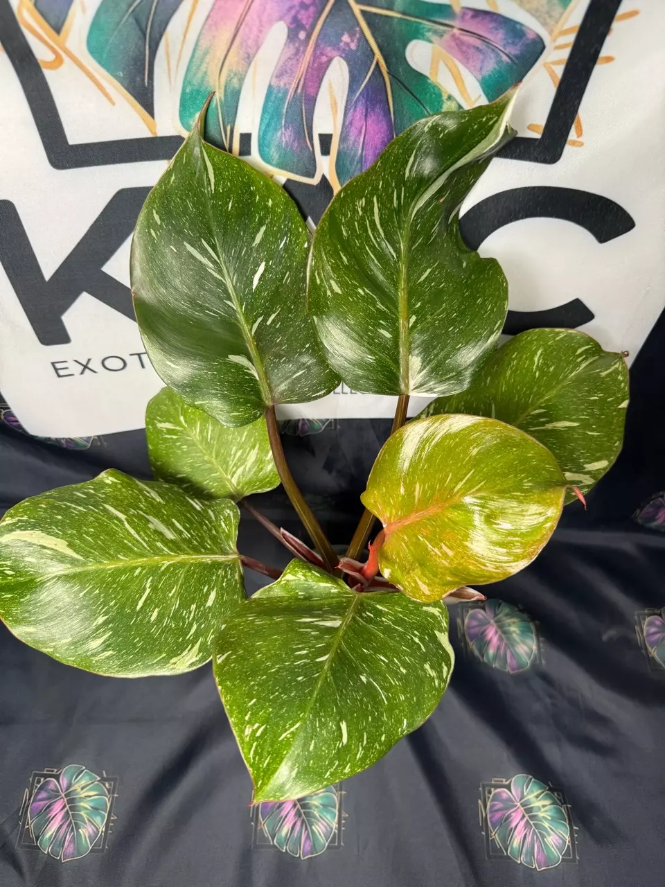 plant/Philodendron White Knight Galaxy-0