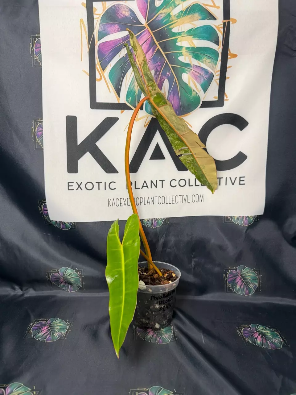 plant/Philodendron Billietiae Variegated 4.5”-1