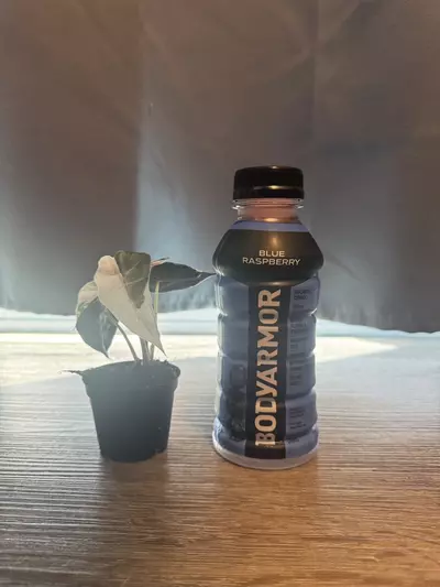 plant/Alocasia Amazonica pink variegated-4-thumbnail