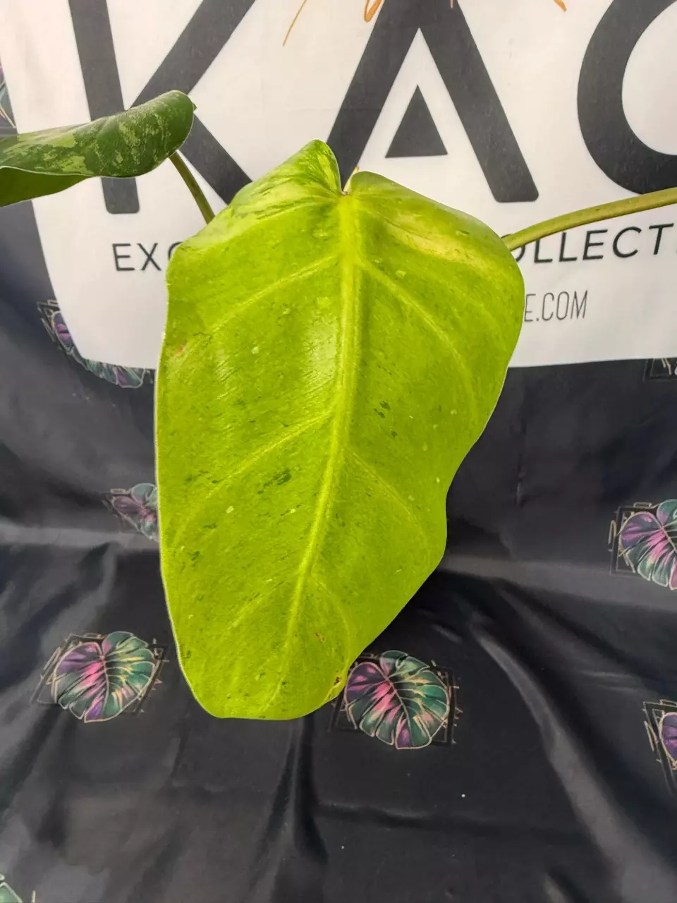 plant/Philodendron Whipple Way GoG 4”-1