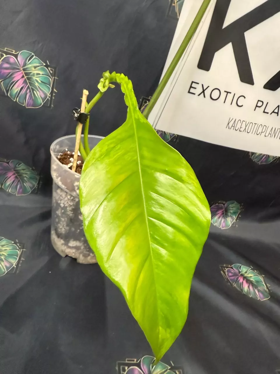 plant/Philodendron Joepii GoG (Green on Green)-1