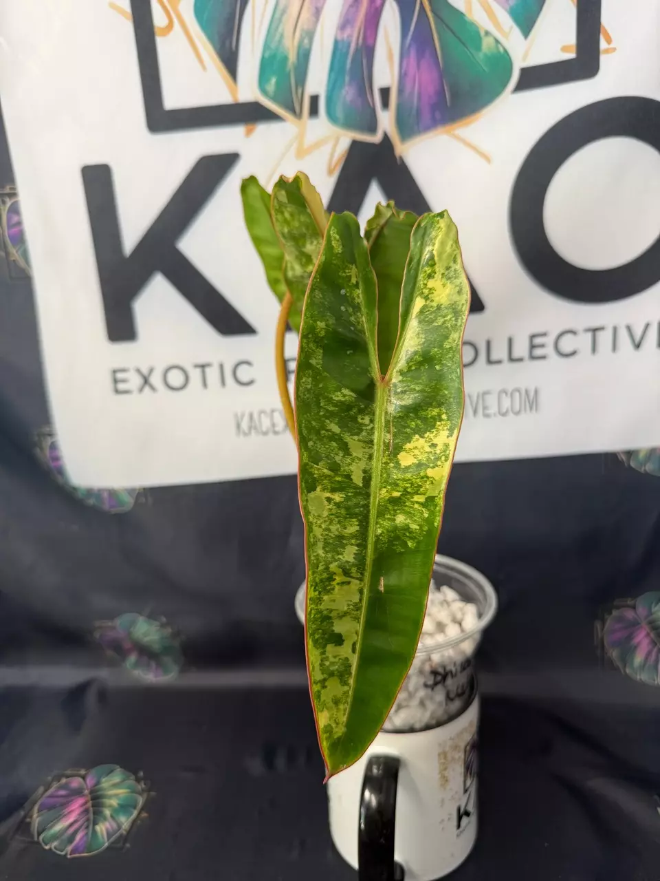 plant/Philodendron Billietiae Variegated (3 leaves) 5.5”-1