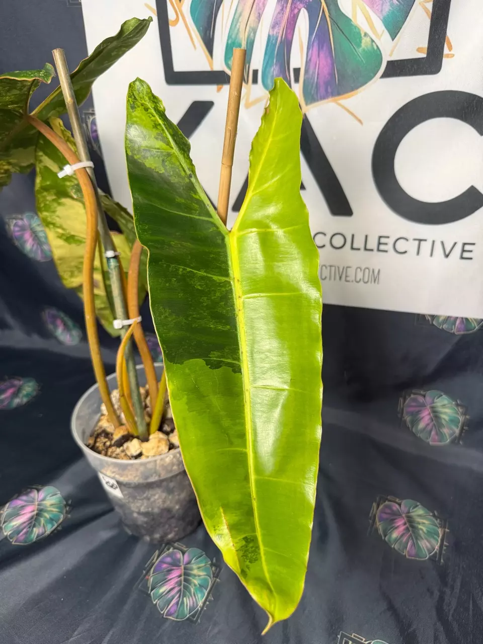 plant/Philodendron Billietiae Variegated (4 leaves) 6”-3
