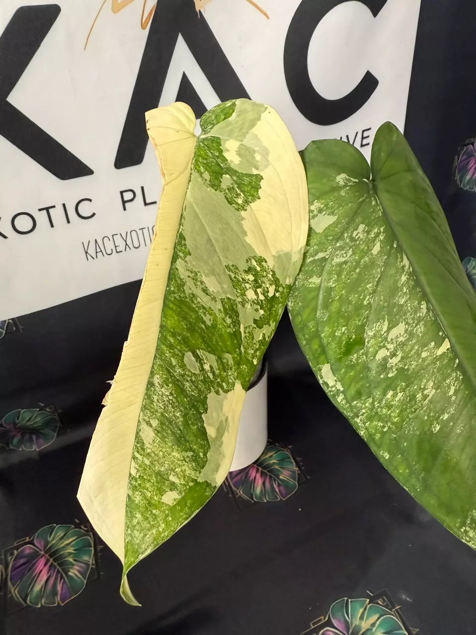 plant/Syngonium Chiapense Variegated-2