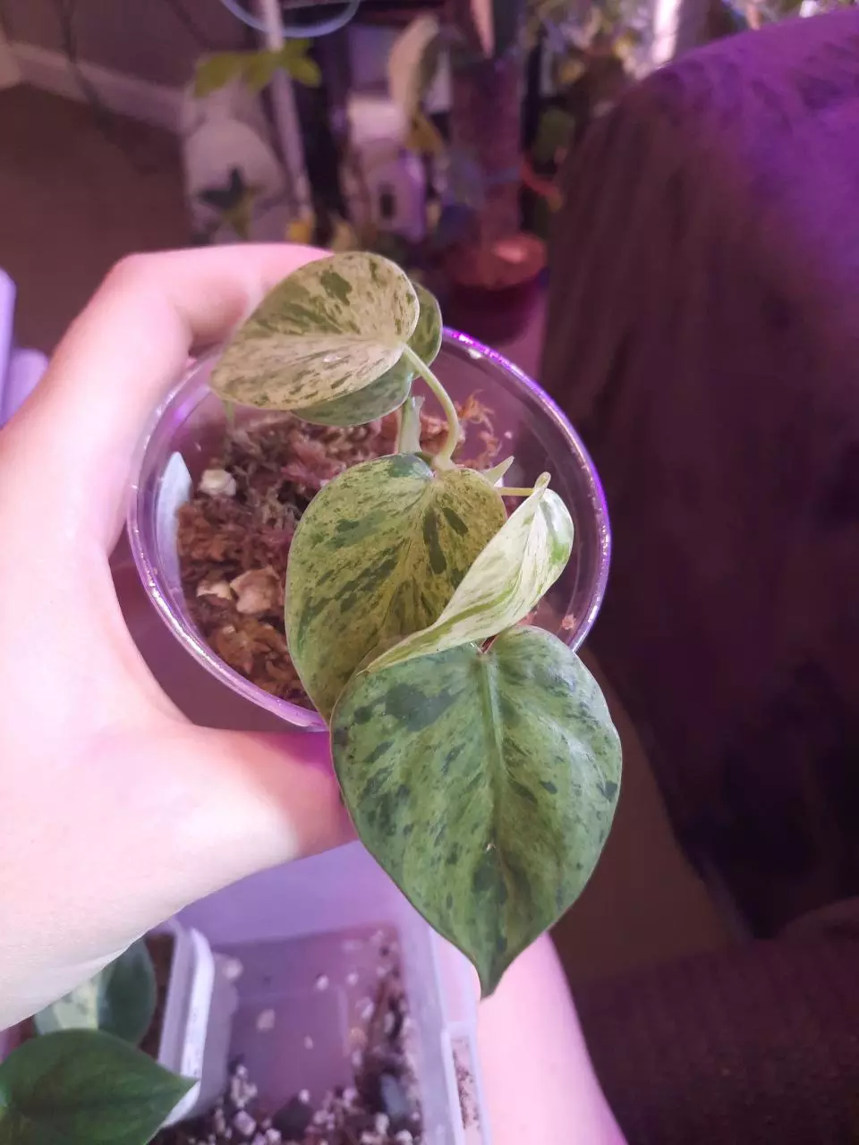 plant/Philodendron Hederaceum variegated aka heart leaf!-0