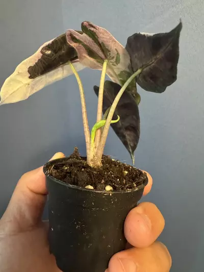 plant/Alocasia Amazonica pink variegated-2-thumbnail