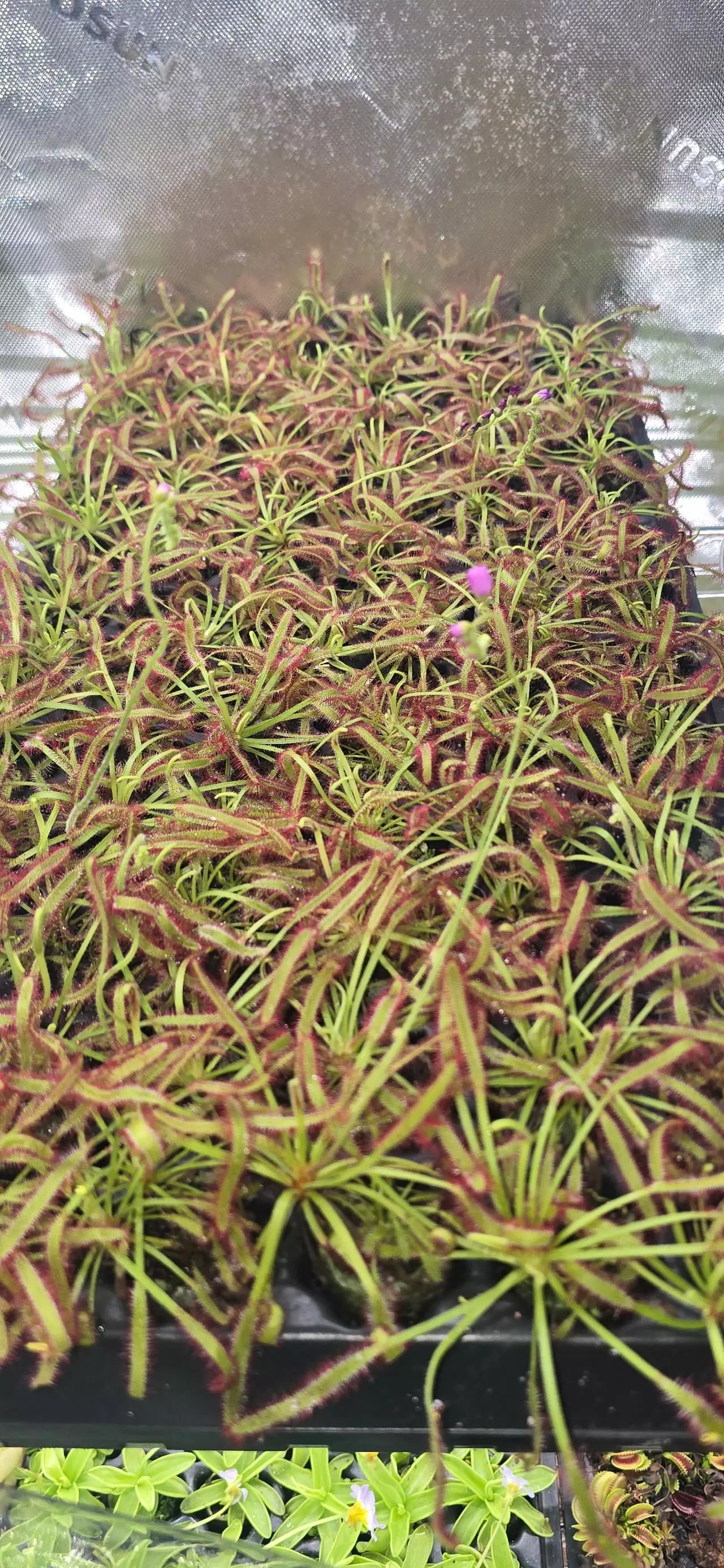 plant/Drosera Capensis Sundew carnivorous plant-0