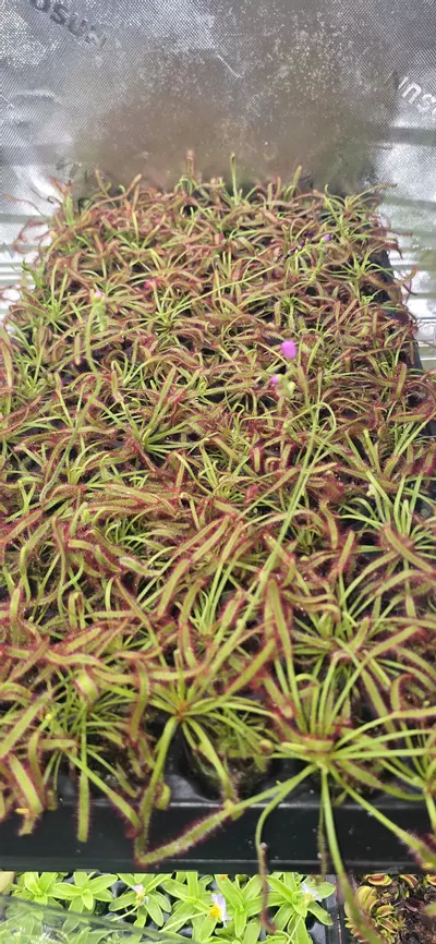 plant/Drosera Capensis Sundew carnivorous plant-0-thumbnail