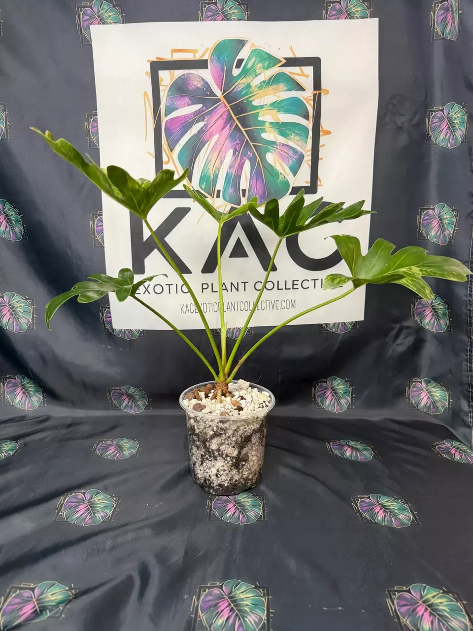 plant/Philodendron Sellum Variegated 5”-1