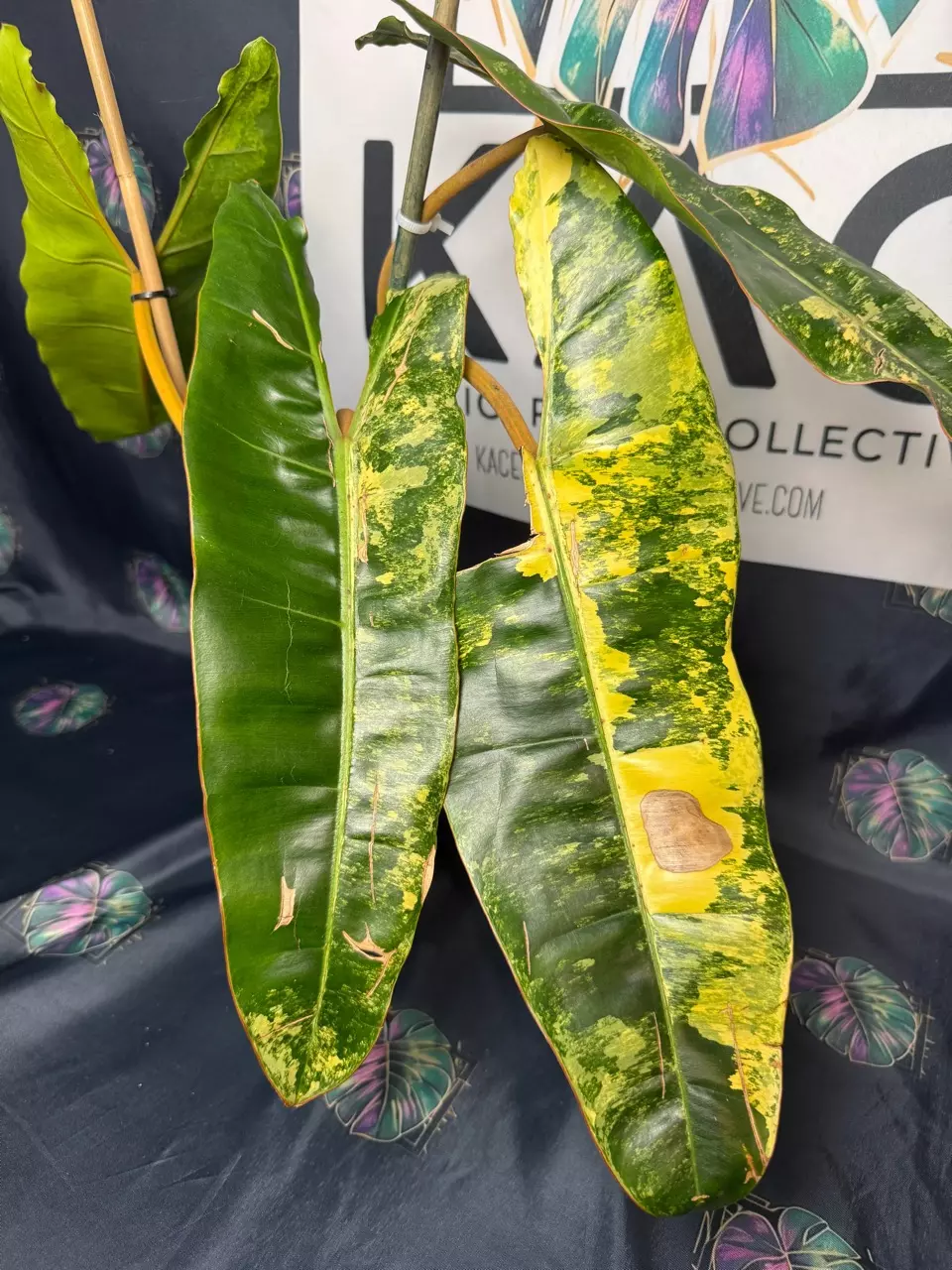 plant/Philodendron Billietiae Variegated (4 leaves) 6”-0