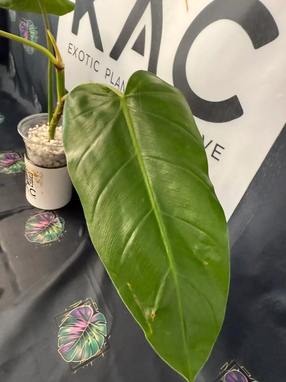 plant/Philodendron Whipple Way GoG 4”-3