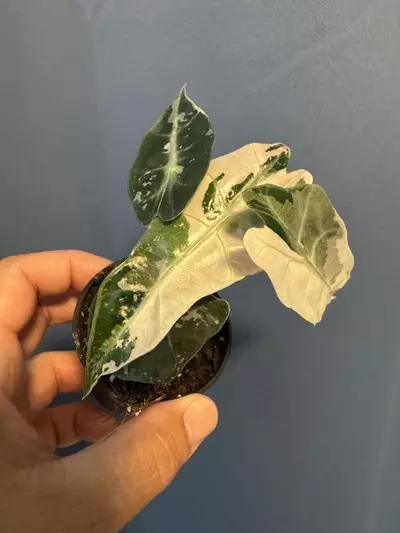plant/Alocasia Amazonica pink variegated-0-thumbnail