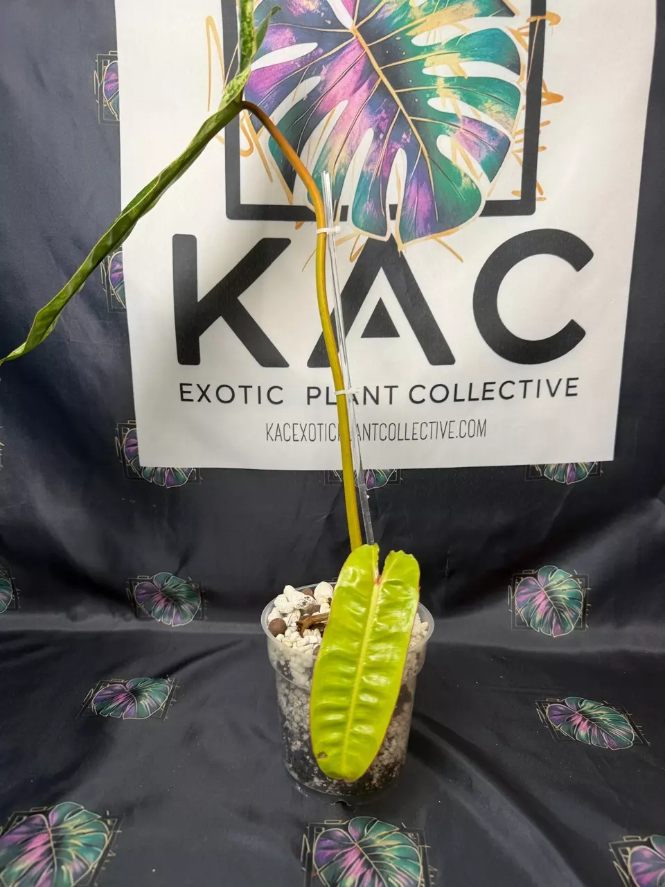 plant/Philodendron Billietiae Variegated 4.5”-1