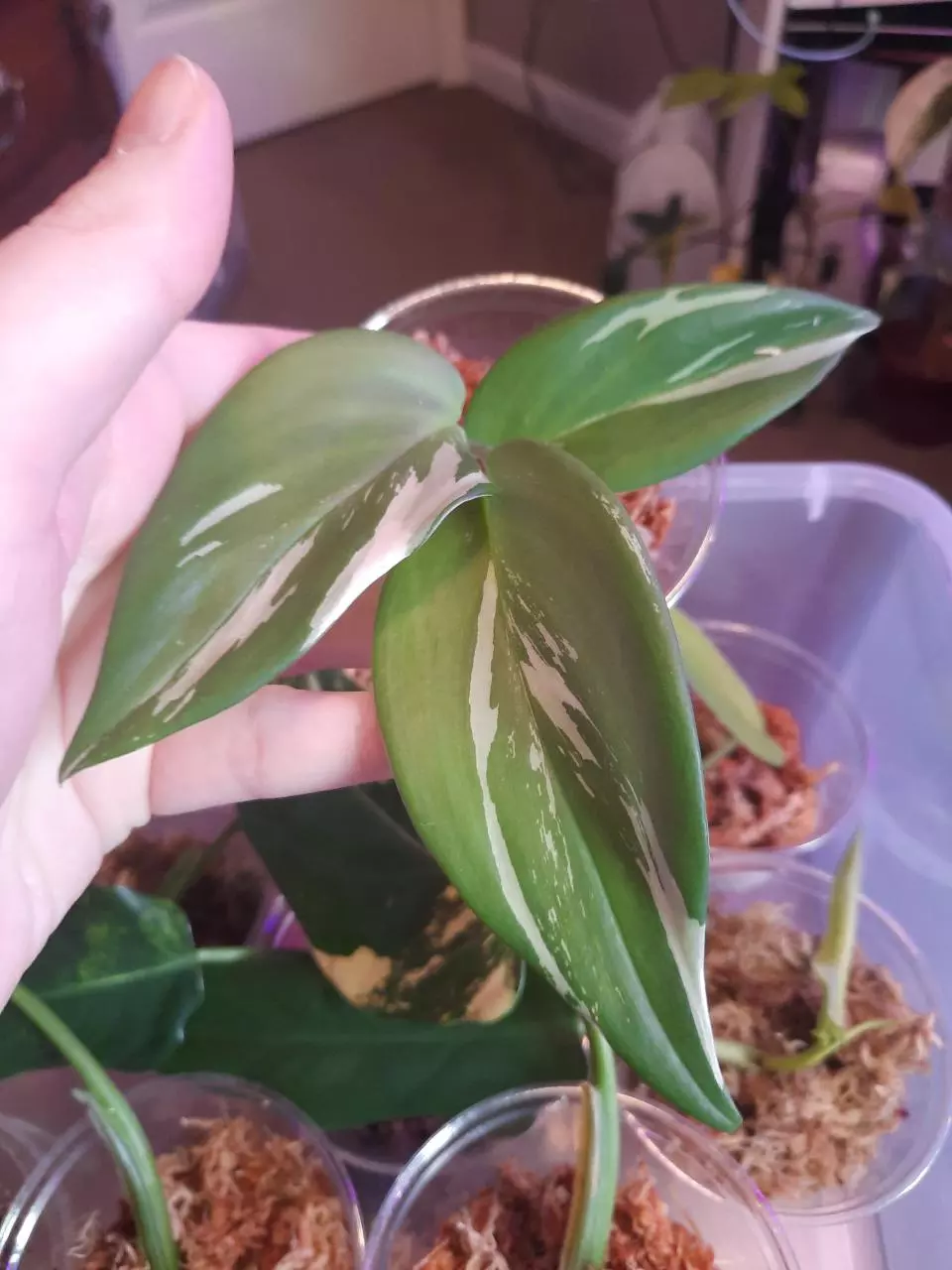 plant/Scindapsus Moonlight Albo!-0