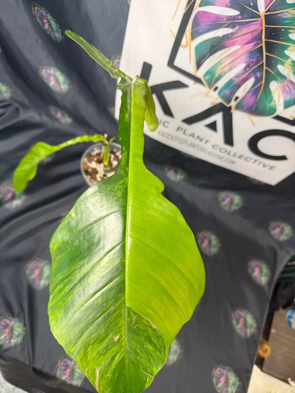 plant/Philodendron Joepii GoG (Green on Green)-2