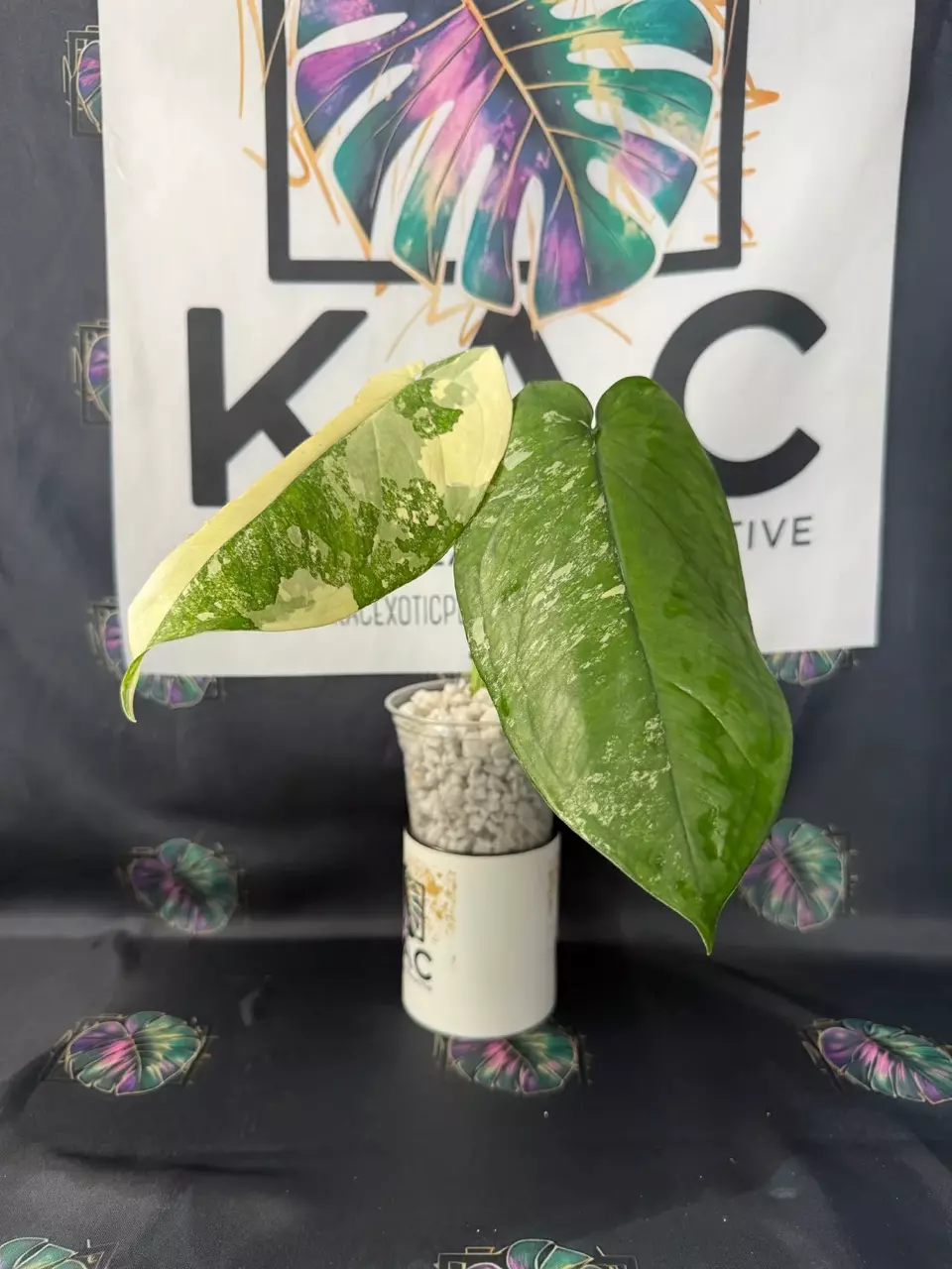 plant/Syngonium Chiapense Variegated-0