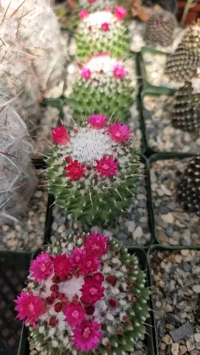 plant/Mammillaria toluca-1