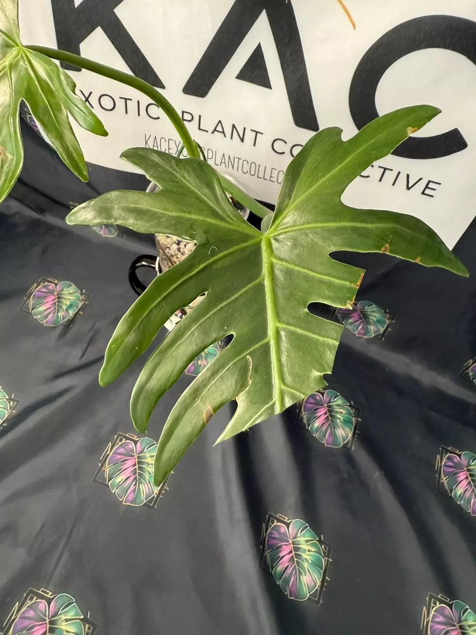 plant/Philodendron Radiatum Low Variegation-1