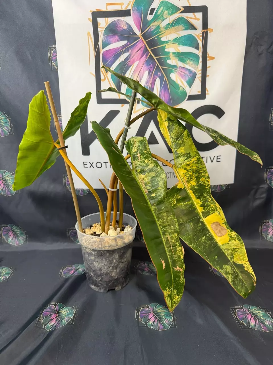 plant/Philodendron Billietiae Variegated (4 leaves) 6”-1