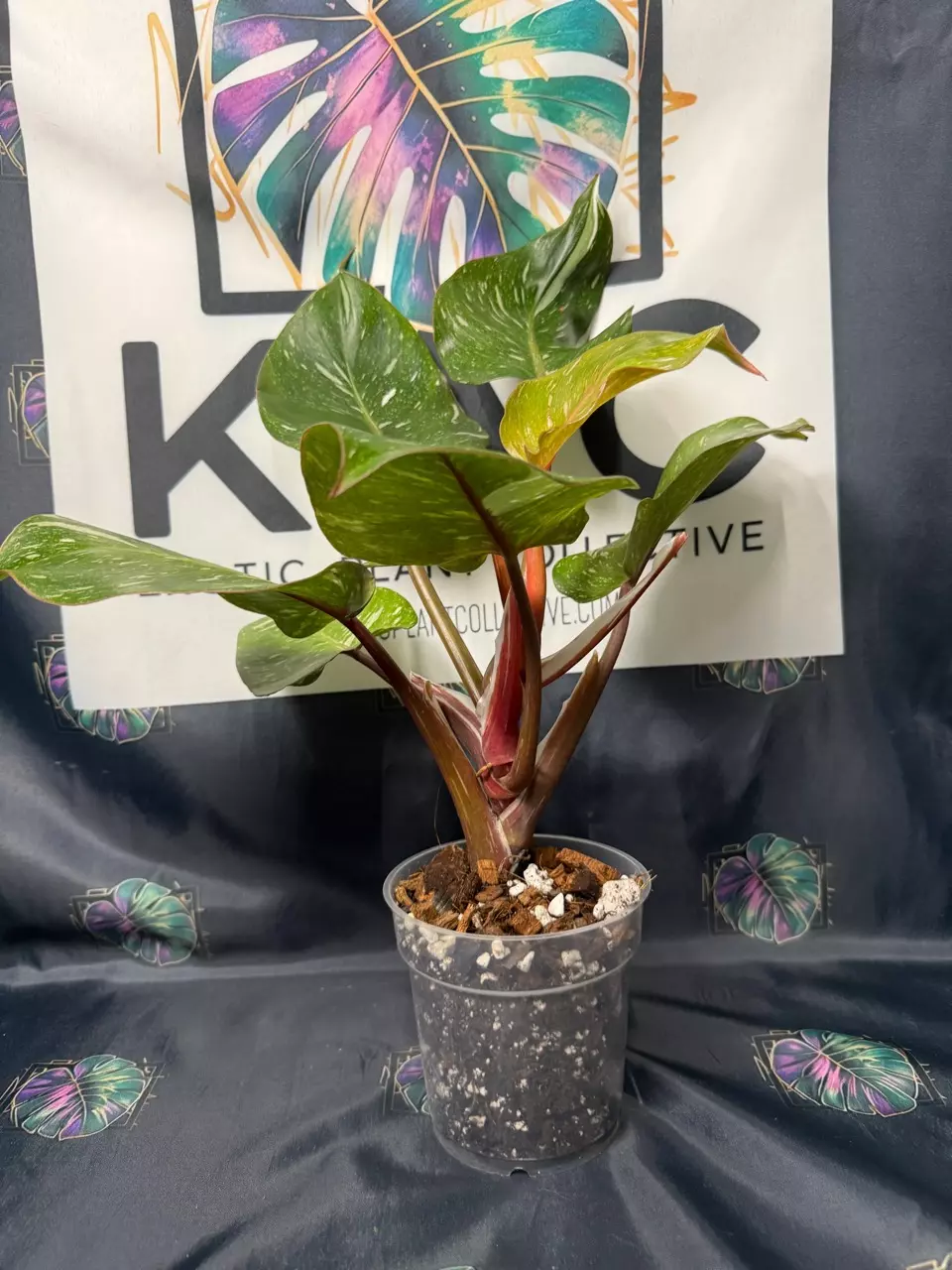 plant/Philodendron White Knight Galaxy-2