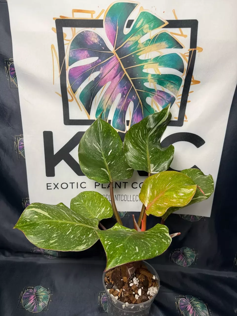 plant/Philodendron White Knight Galaxy-1