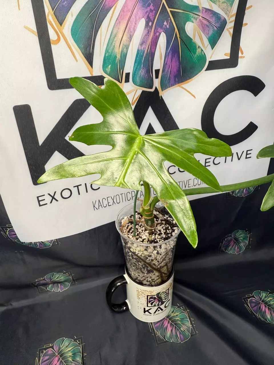 plant/Philodendron Radiatum Low Variegation-2