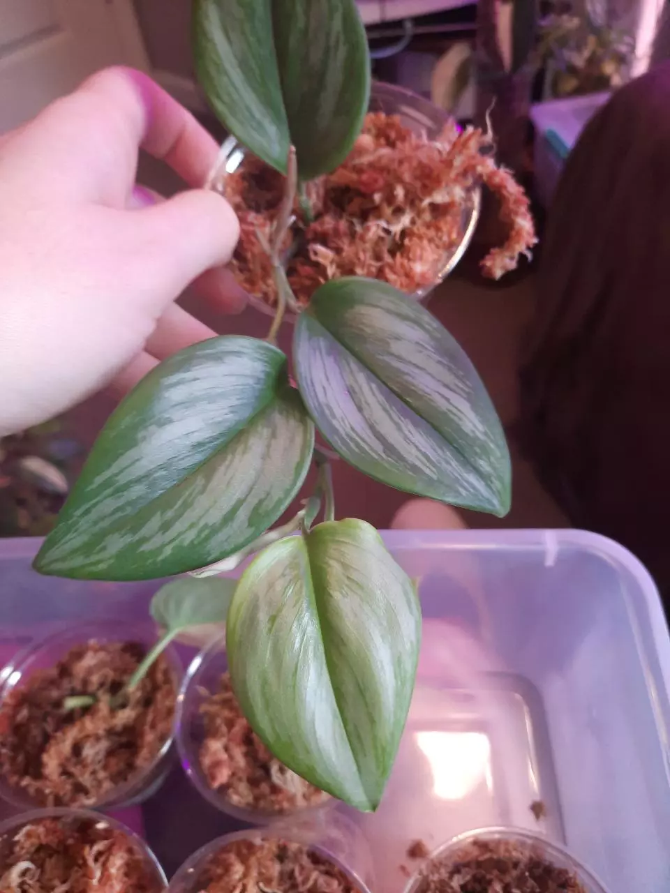plant/Scindapsus Rubicon "revert!" Does throw variegated leaves.-0