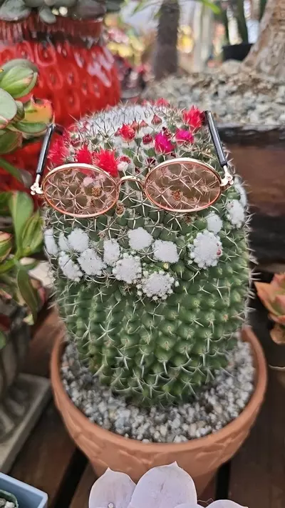 plant/Mammillaria toluca-0-thumbnail