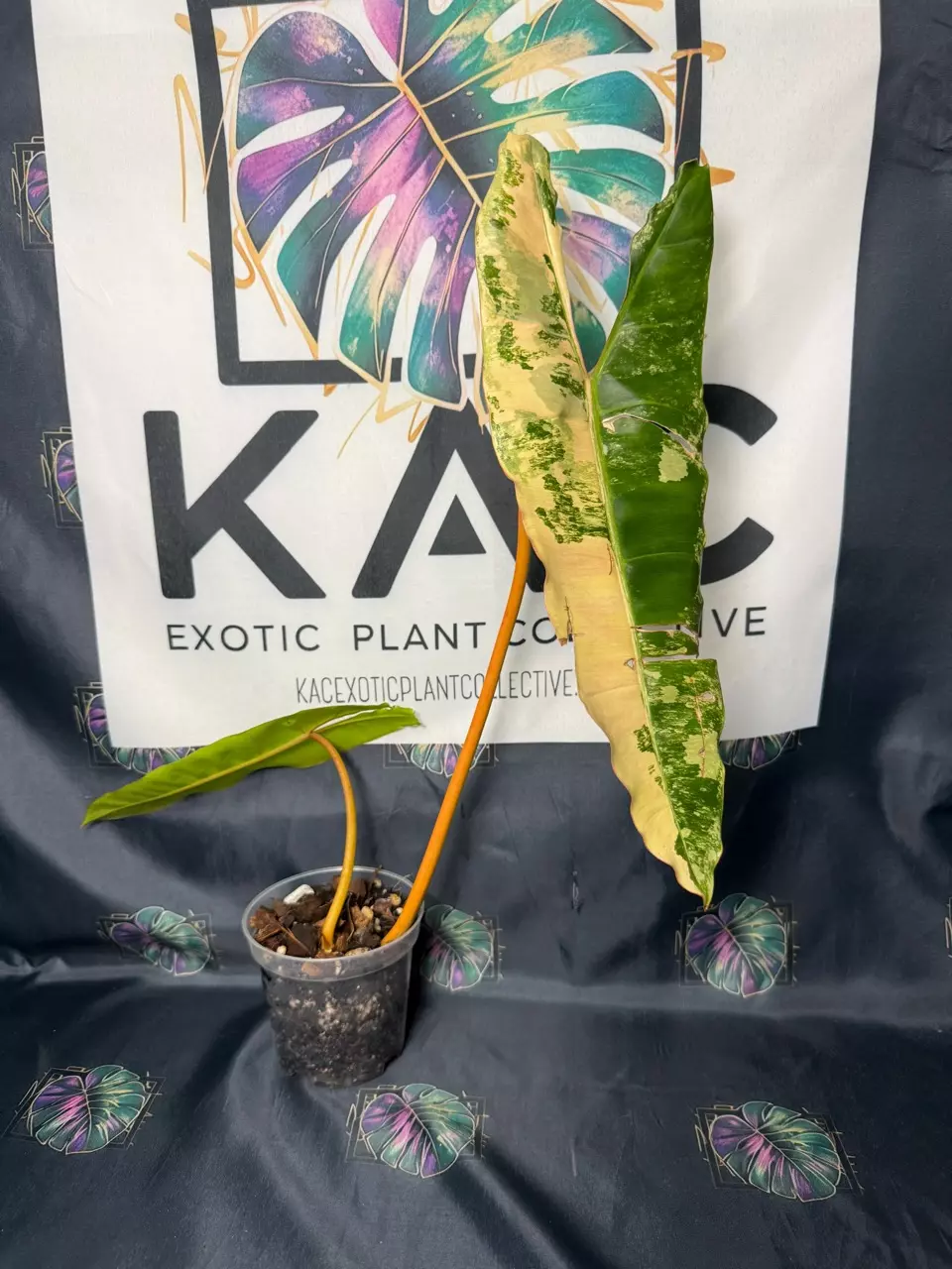 plant/Philodendron Billietiae Variegated 4.5”-0