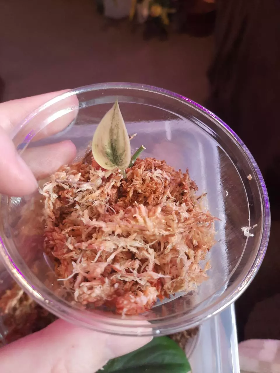 plant/Scindapsus Mayari!-0