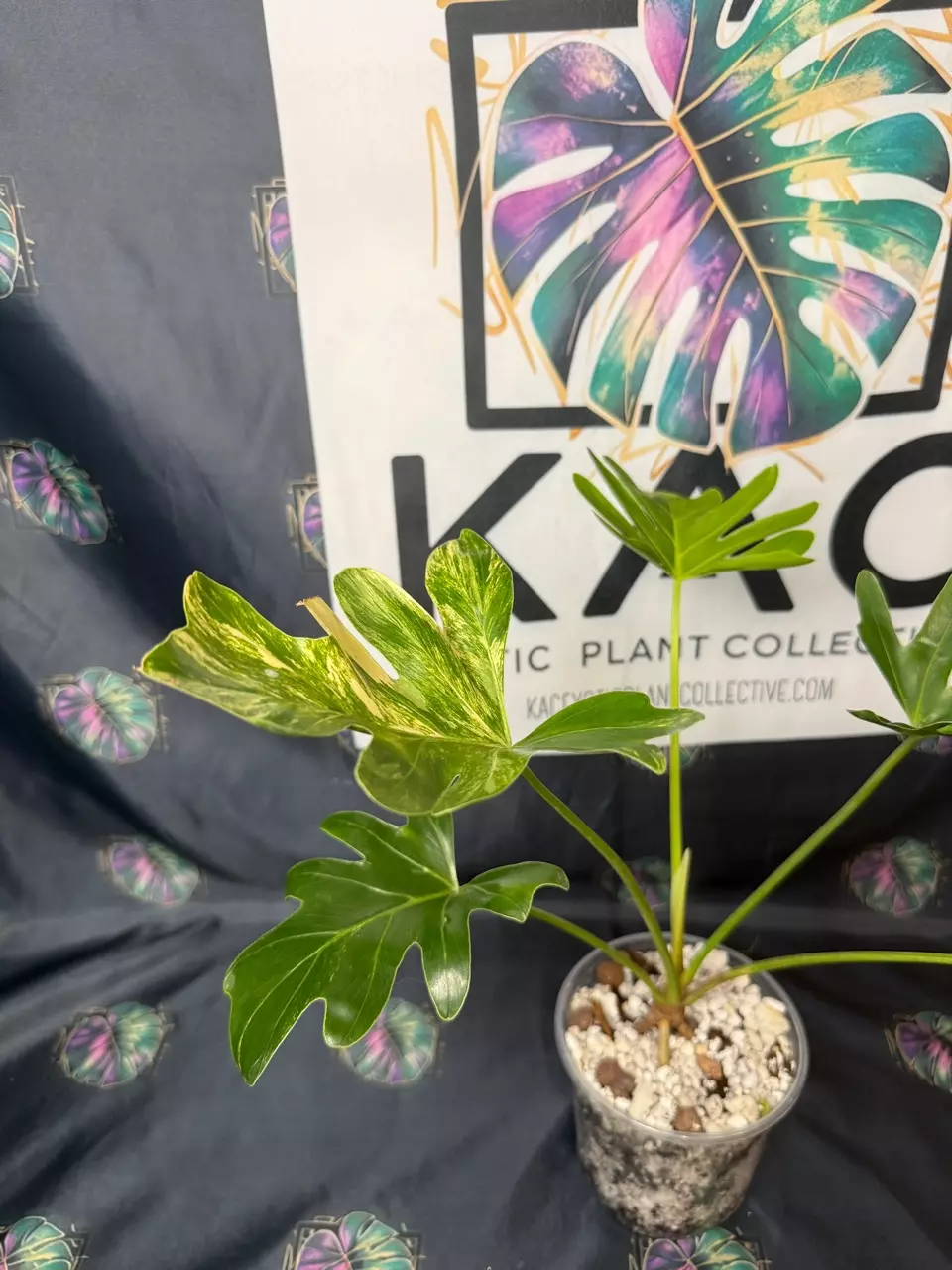 plant/Philodendron Sellum Variegated 5”-0
