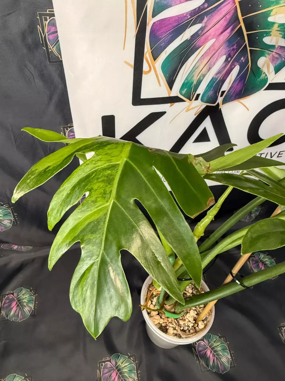 plant/Philodendron Radiatum Variegated 5”-3