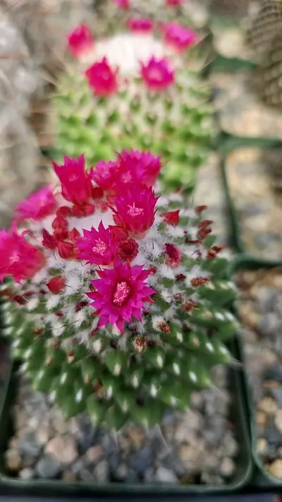 plant/Mammillaria toluca-2-thumbnail