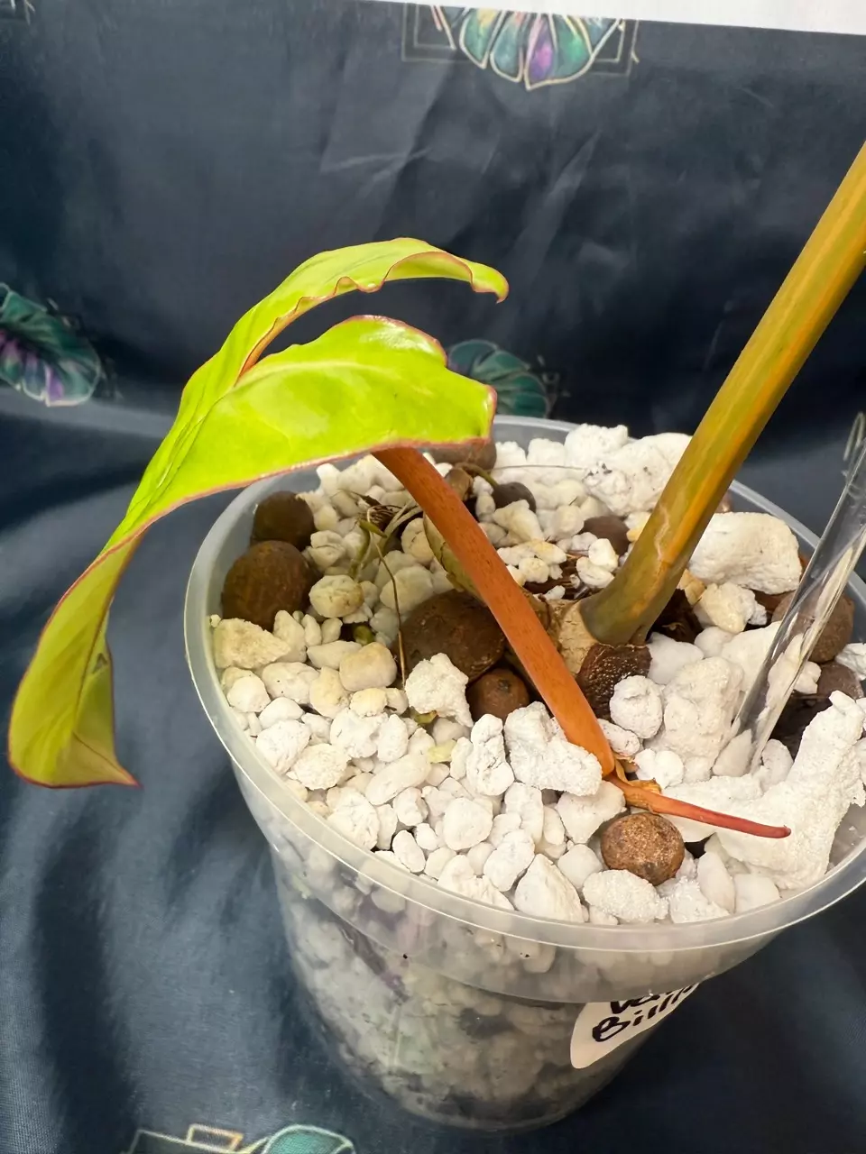 plant/Philodendron Billietiae Variegated 4.5”-2