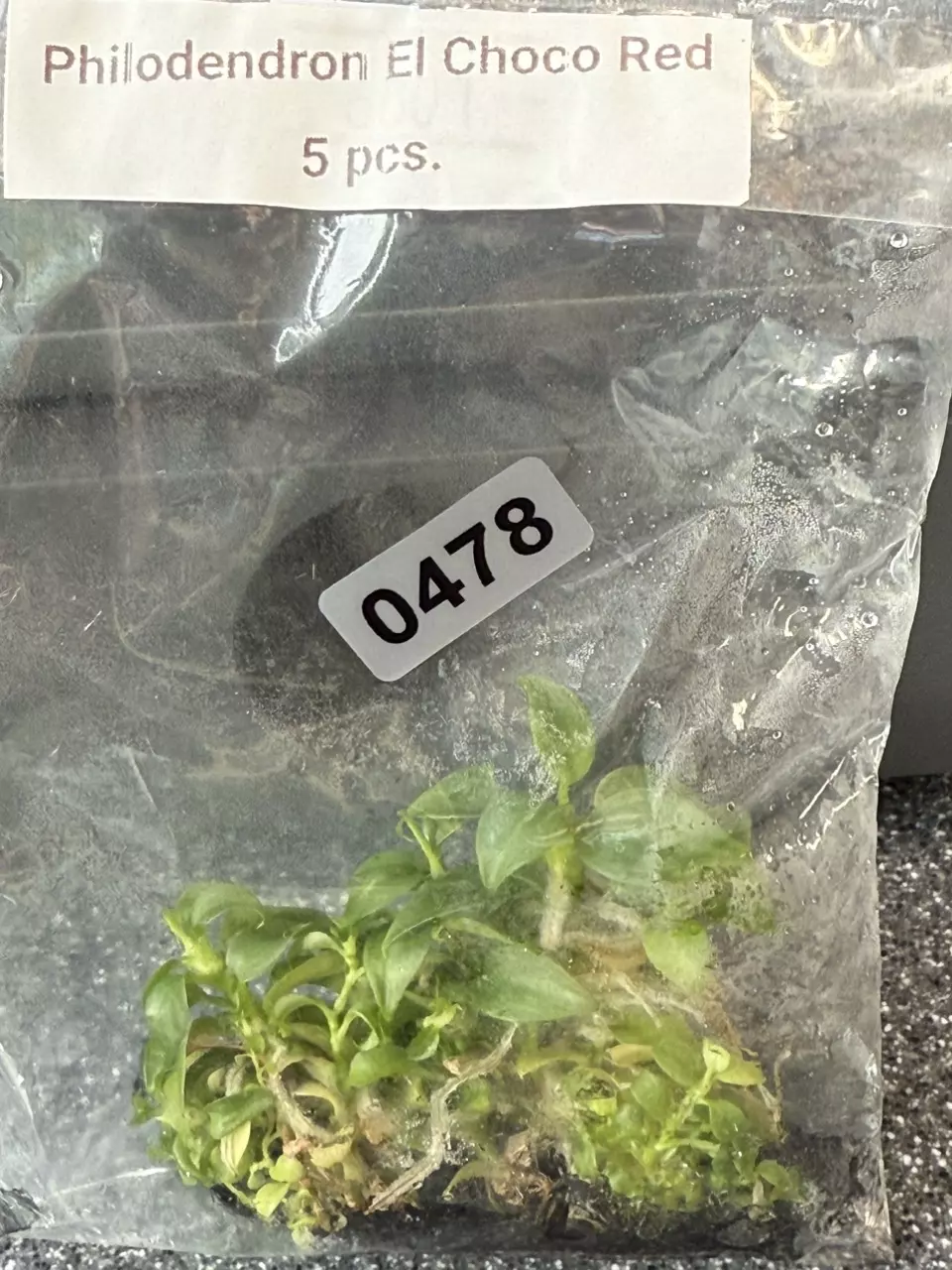 plant/0478 Philo El Choco Red TC-0