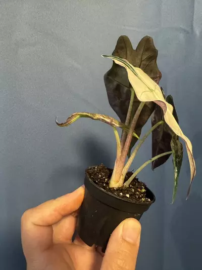 plant/Alocasia Amazonica pink variegated-2-thumbnail