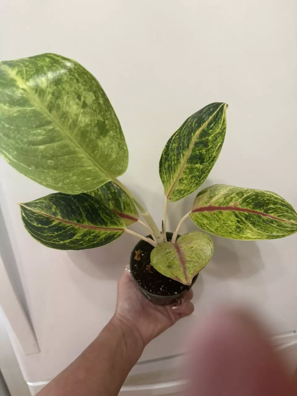 plant/A19 Aglaonema Golden Florite-1