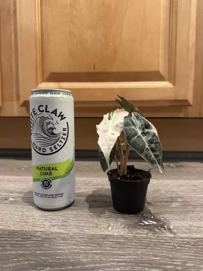 plant/Alocasia Amazonica pink variegated-3-thumbnail