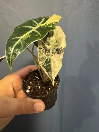 plant/Alocasia Amazonica pink variegated-1-thumbnail