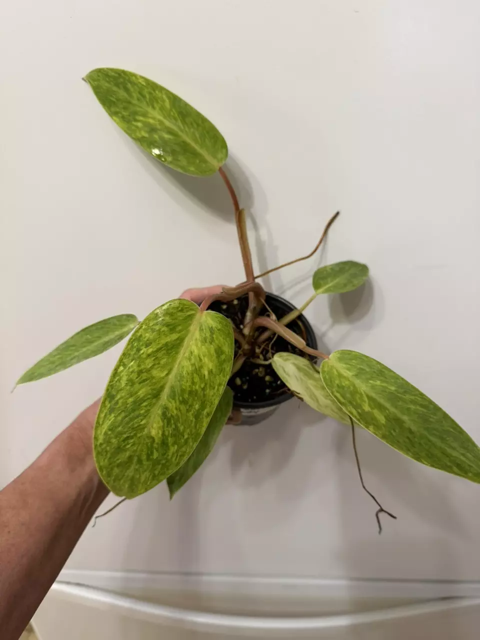 plant/A17 Philodendron Painted Lady-1