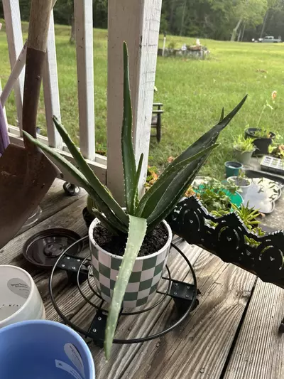 plant/Aloe cuttings will pulll from base so you can plant!-0-thumbnail