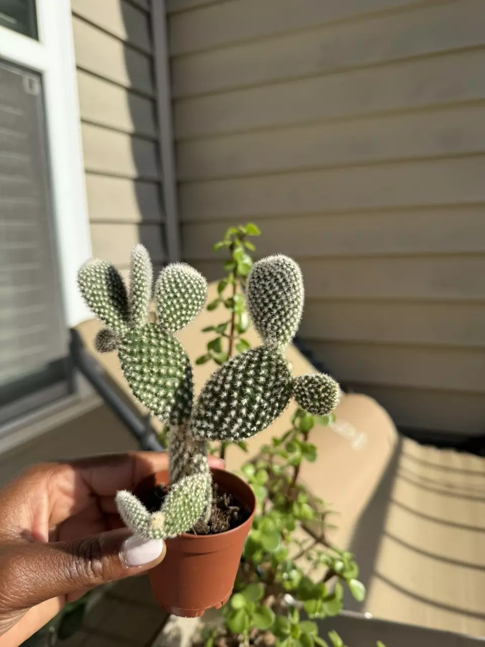 free_shipping/Bunny Ear Cactus **ADD ON ONLY**-0