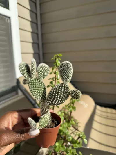 free_shipping/Bunny Ear Cactus **ADD ON ONLY**-0-thumbnail