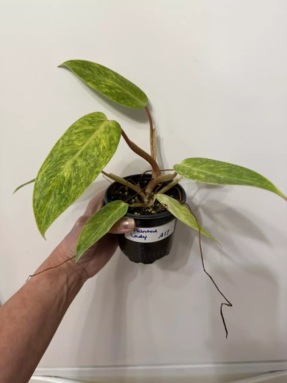 plant/A17 Philodendron Painted Lady-0