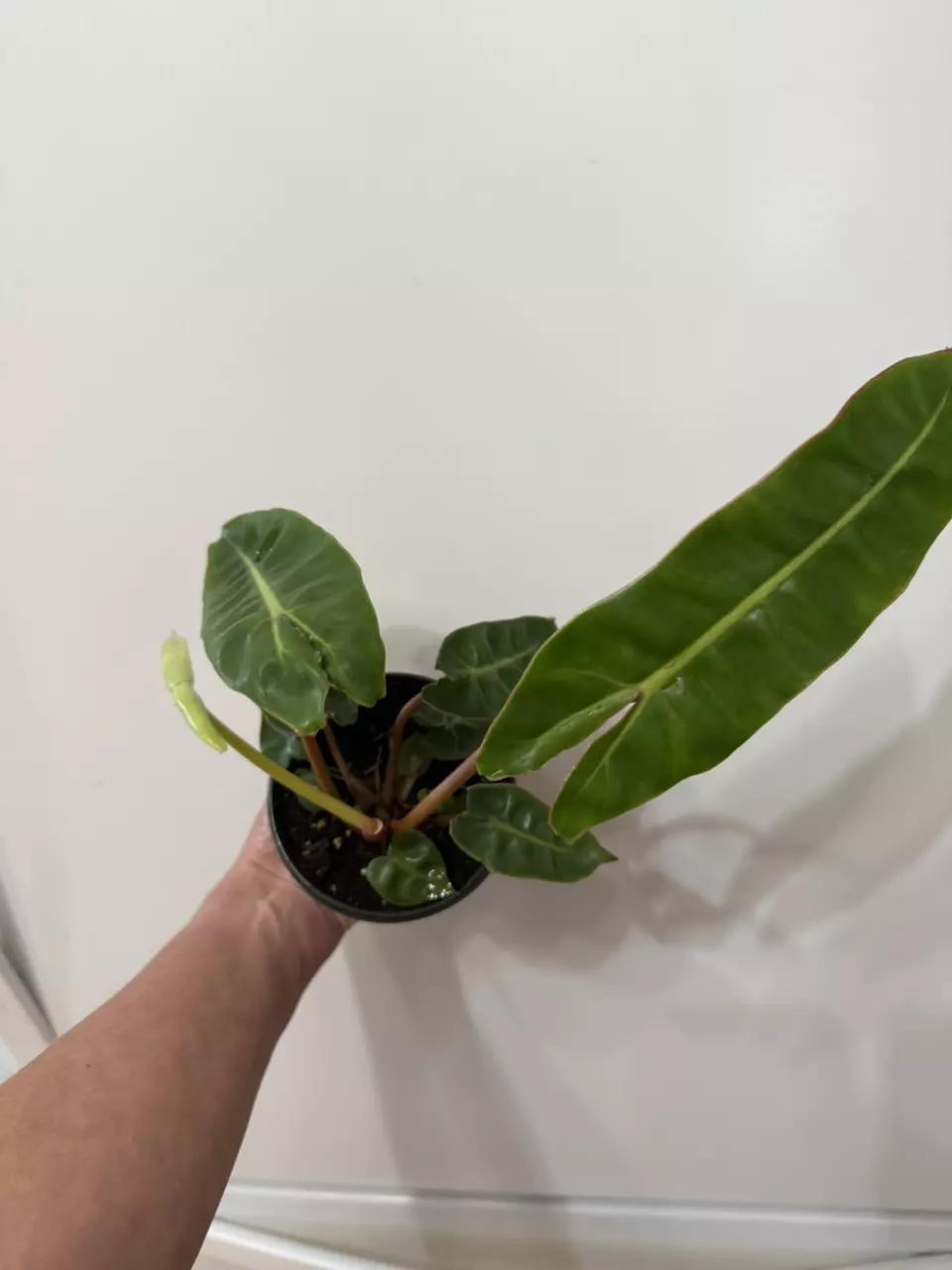 plant/A15 philodendron billie-1