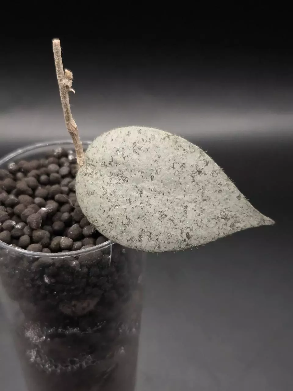 plant/Hoya Caudata Argene Cutting-0